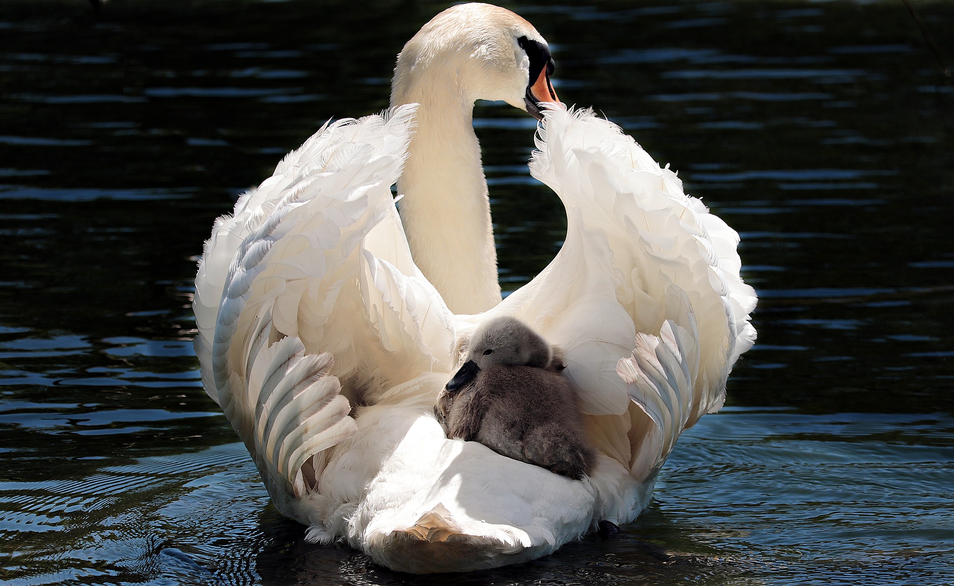 swan-2350668_1920